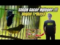 Download Lagu Ketahui 7 hal ini agar SOGON Gacor NGLEPER Permanen‼️