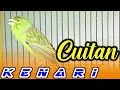 Download Lagu CUITAN KENARI JANTAN UNTUK MERANGSANG KENARI PAUD BELAJAR BUNYI AGAR CEPAT GACOR DAN NYERANG