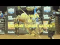 Download Lagu THE BULLS OF MSG