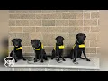 Payson High students train future service and guide dogs
