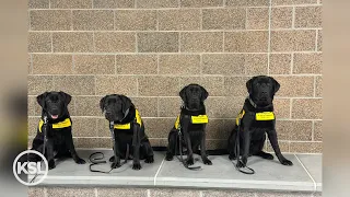Payson High students train future service and guide dogs