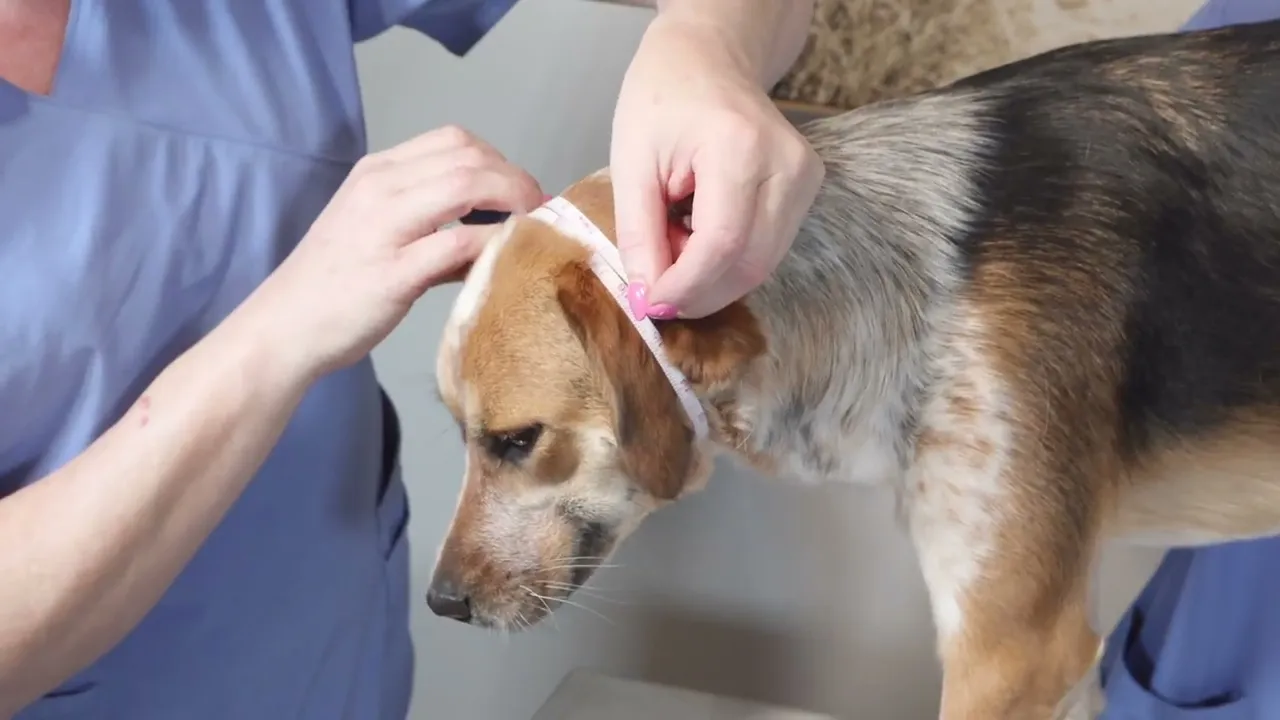 Training on how to measure and fit a Swim snood to protect a dog's' ears from water and sounds like fireworks