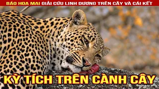 Báo hoa mai đại chiến linh cẩu cứu linh dương và cú lừa từ người thân