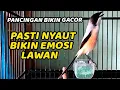 Lagu 30 MENIT SUARA CENDET GACOR EMOSI CEPAT DI RESPON PENTET LAWAN, MASTERAN CENDET FULL TEMBAKAN MEWAH