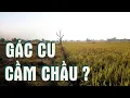 Lagu Gác Cu, Cầm Chầu ?