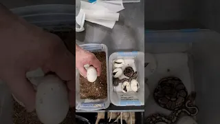 Egg cutting from ghi Mojave pied to pastel albino