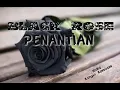 Download Lagu Black rose penantian
