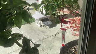 Brand new cardinal wind chime from Lowe s