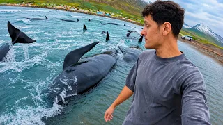 Rescatamos 50 Ballenas que quedaron atrapadas en Islandia! 