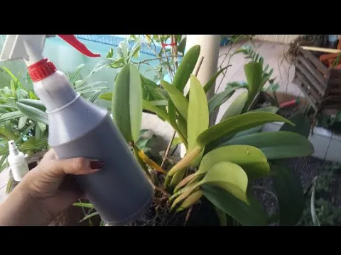 MOSTRANDO COMO EU ADUBO MINHAS ORQUÍDEAS..!!