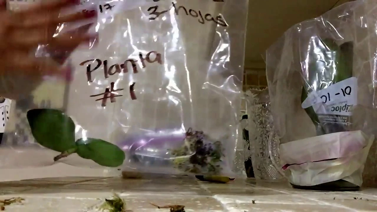ORQUIDEAS METODO DE BOLSA PARA OBTENER RAICES