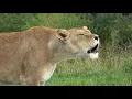 Lions Roaring Compilation 4