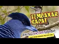 Download Lagu MASTERAN UNTUK BURUNG FIGHTER|tembakan burung juara