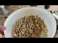 Healthy Chicken Treats Sprouted lentils are a flocks best friend