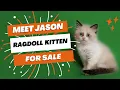 JASON Ragdoll Kitten For Sale Purebred Kitties
