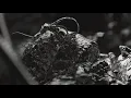 FRONT LINE ASSEMBLY - KILLING GROUNDS [OFFICIAL]