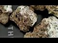 STRAIN OF THE DAY - GALACTIC WARHEADS By HAPPY VALLEY sorry for the long wait