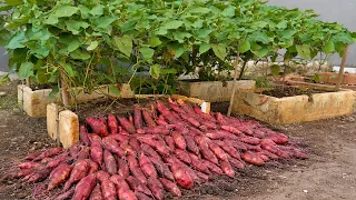 Grow 3x More Sweet Potato in a Small Space! Brilliant Garden Idea
