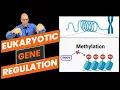 Eukaryotic Gene Regulation What AP Bio Students NEED to Know