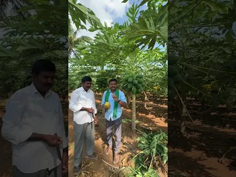 ఢిల్లీ కటింగ్ #papayafruits #papayaplants #rythubadi