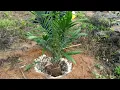 Download Lagu CARA MENANAM BIBIT KELAPA SAWIT//PROSES TERPENTING DALAM KEBERHASILAN TANAMAN KELAPA SAWIT