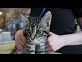 Did You Know One Cat Can Give Birth to Over 180 Kittens TNR Helps Limit Cat Overpopulation