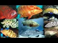 Types of grouper fish || Groupers of the world || wiki the zoophilist