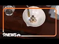 St Patrick s Day science experiments with Steve Spangler