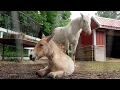 Download Lagu Rare Przewalski Horse Finds New Mom After Being Rejected by Birth Mom