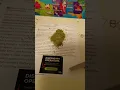 Banana dady marijuana strain