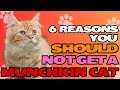 6 Reasons You Should NOT Get a Munchkin Cat