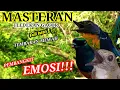 Download Lagu Masteran Tledekan Gunung Gacor Full Isian Tembakan Mewah ❗Ampuh Memancing Emosi Kacer Gacor
