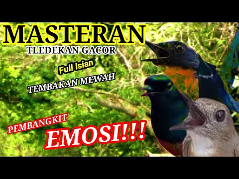 Download MP3 Masteran Tledekan Gunung Gacor Full Isian Tembakan Mewah ❗Ampuh Memancing Emosi Kacer Gacor