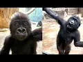 Download Lagu Bruno: The Cheekiest Gorilla that Stole Everyone’s Heart!