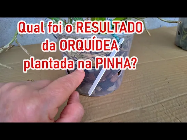 DICAS DONA MARIA QUAL FOI O RESULTADO DA ORQUÍDEA PLANTADA NA PINHA?