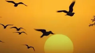 هجرة عصافير الخريف   محمد وردي دندنها