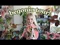 Download Lagu Begonia Collection!🌱 15+ Angel-Winged Varieties from Common to Extremely Rare💗