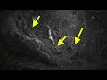 Lagu Terdeteksi Kamera tiga ekor‼️melacak HARIMAU JAWA, MaKum,MaTul\u0026Satwa liar lainnya