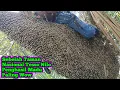 Download Lagu Sebelah Taman Nasional Tesso Nilo Penghasil Madu Paling Wow #bee#honey#panenmaduhutan#lebah#hutan