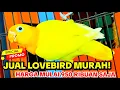 Lagu LOVEBIRD MURAH! 950 Ribu saja, Burung Sehat Dan Warna Cantik