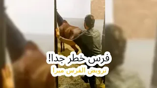 فرس خطر جدا محدش يقدر يدخل عليها البوكس ترويض الفرس ميرا دندنها