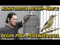 KONIN TROTOL MEWAH  || TIPS PERAWATAN NYA  || PART 2