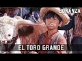Bonanza - El Toro Grande Episode 16 TV Western Series Cowboy Movie