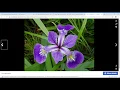 Random Forest Classifier on Iris Data Set