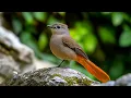 Download Lagu 🌸 PEACEFUL SOUL | Soothing Piano \u0026 Birdsong for Deep Calm and Emotional Healing 🕊🎶