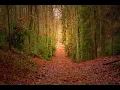 Instrument Classic Accosustic Guitar Mix