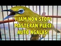 Download Lagu SUARA PLECI 1 JAM NON STOP AUTO NGALAS DIJAMIN