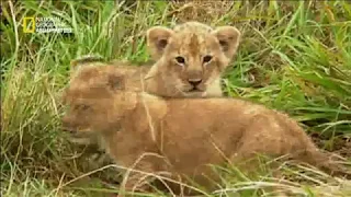 هجوم الجاموس على اشبال الاسد دندنها