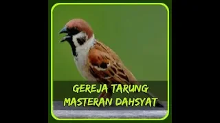 Download MASTERAN GEREJA TARUNG DAHSYAT MP3