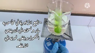 الكشف عن النشا في ورقة نبات 